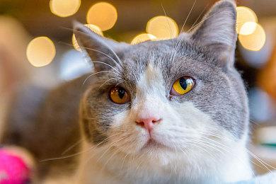 《Sky光·遇》Steam页面上线 支持中文发售日期待定